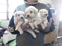 BICHON FRISE CACHORROS HERMOSOS