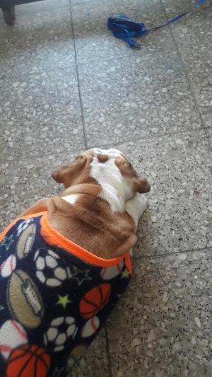 Buldog Hembra