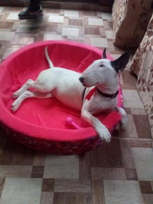 Bull Terrier de 5 Meses Hembra