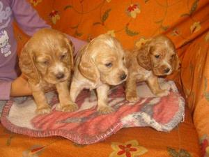 COCKER CACHORRITOS HEMBRAS Y MACHOS