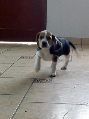 Cachorro Raza Beagle