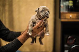 Cachorros Bully Fusion