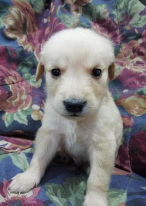 Cachorros Golden Retriever