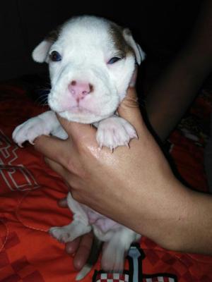 Cachorros Pitbull