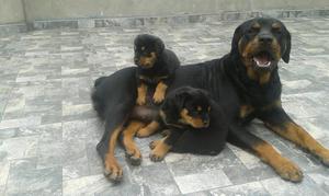 Cachorros Rotwailer