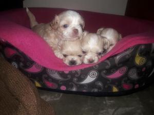 Cachorros Shih Tzu en Venta