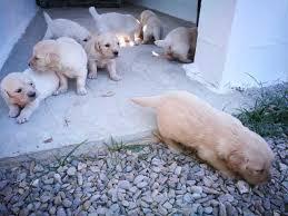 GOLDEN RETRIEVER CACHORROS BELLOS