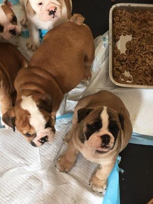 Hermosos Cachorros Bulldog Inglés