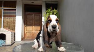 Hermosos y juguetones cachorros Basset Hound