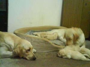 LABRADOR CACHORROS OFREZCO