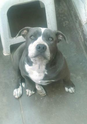 Machito Bully
