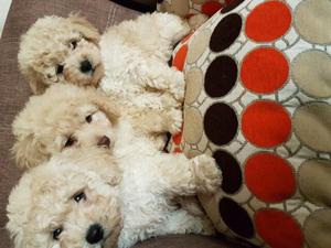 POODLES DISPONIBLES