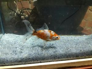 Peces Goldfish Shubunkin