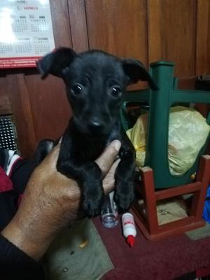Perritos de Raza Pinscher