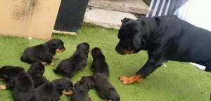 ROTTWEILER HERMOSOS CACHORROS