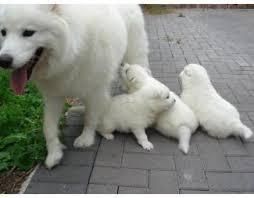 SAMOYEDO CACHORRITOS OFREZCO