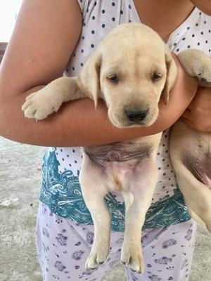 SE VENDE CACHORROS LABRADOR RAZA PURA BUENA GENETICA