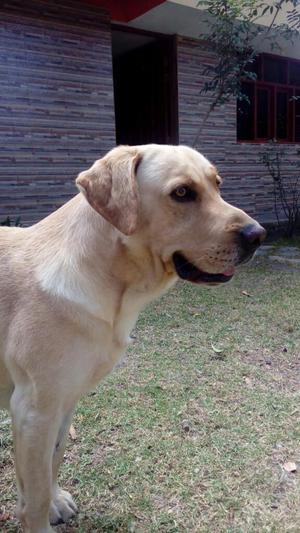 Se Venden Cachorros Labradores