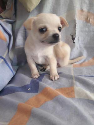 VENDO CHIHUAHUAS PEDIGREE HEMBRAMACHO