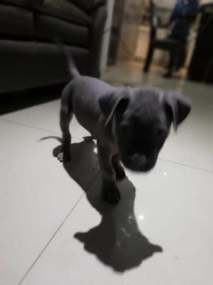 VENDO PERRO PITBULL BLUE NOSE un mes y 20 dias