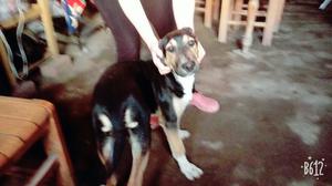 Vendo Cachorro