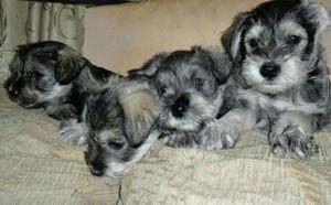 Vendo Cachorros Schnauzer