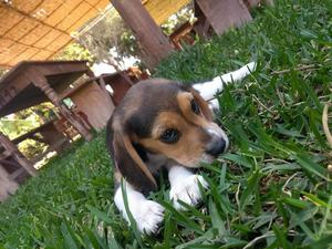 Vendo Perrita Beagle