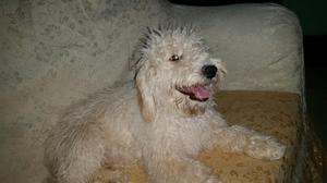 Vendo Poodle Macho de 5 Meses