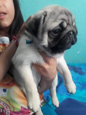 Venta de Pug Carlino