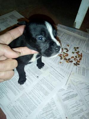 american bully cachorras solo kedan 2