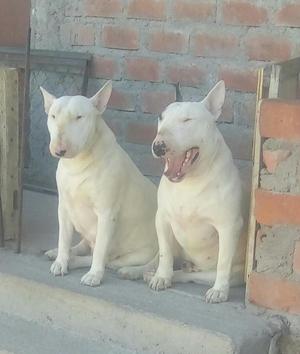 bull terrier arequipa