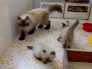 gato persa himalayo de 3 meses hembra y macho