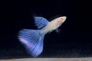 peces guppys blue grass y red grass albinos high dorsal