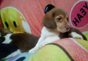 Cachorro Beagle Bicolor
