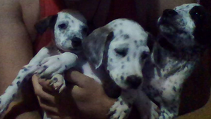 Cachorro Dalmata