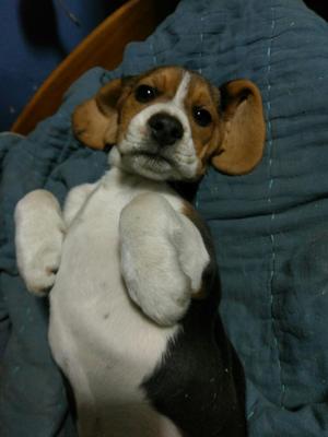 Cachorro Hembra Beagle 2 Meses