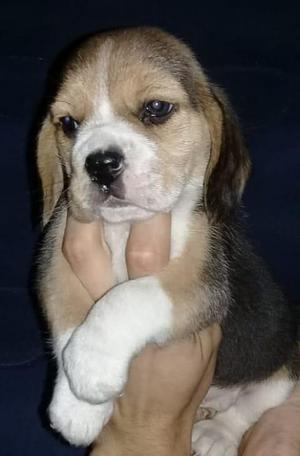 Cachorro beagle full pedrigree