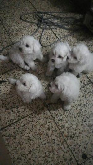 Cachorros Bichon Frise