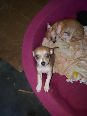 Cachorros Chihuahua