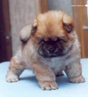 Chow Chow