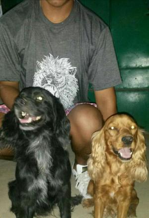 Cocker Spaniel Y Ingles