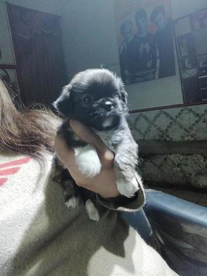 HERMOSO BB PEKINES MACHITO