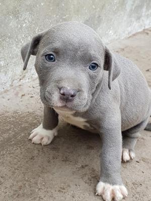 Hembra Pitbull