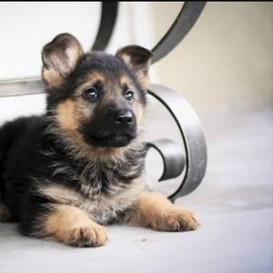 Quiero Adoptar Un Pastor Alemán Cachorro