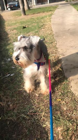 Vendo Cachorros Schnauzer