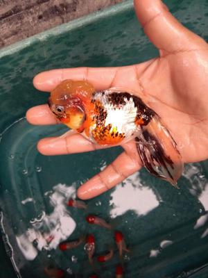 Venta de Goldfish Oranda Tricolor