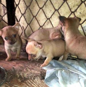 Verdaderamente minitoys Chihuahuas cachorros se venden