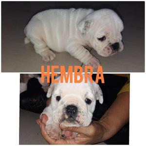 Cachorros bulldog ingls