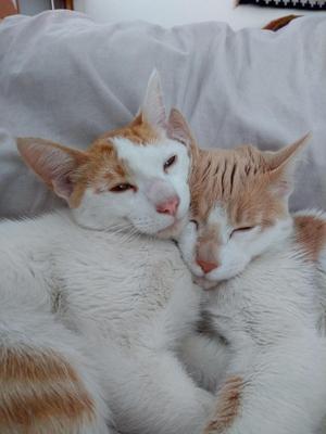 Dos gatitos gatos en adopcion.