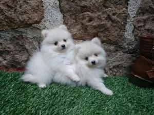 Preciosa Pareja de Pomerania